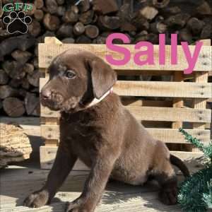 Sally, Chocolate Labrador Retriever Puppy